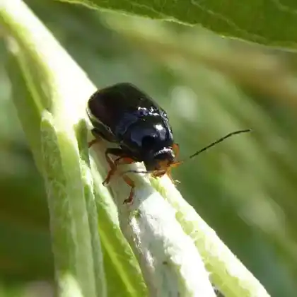 Foto von  (Cryptocephalus signatifrons)