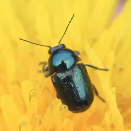 Foto von  (Cryptocephalus violaceus)