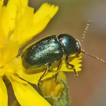 Foto von  (Cryptocephalus virens)