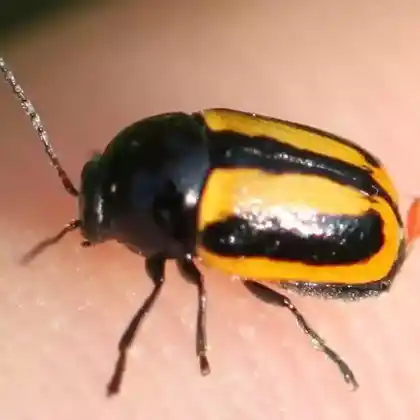 Foto von Gebänderter Fallkäfer (Cryptocephalus vittatus)