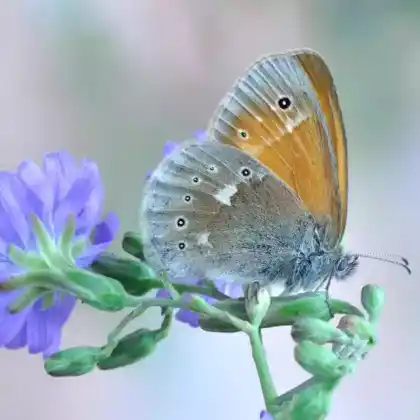 Foto von Moor-Wiesenvögelchen (Coenonympha tullia)