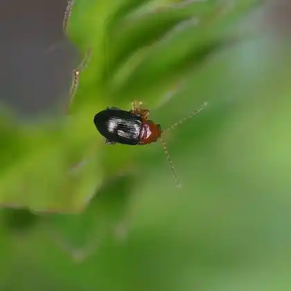 Foto von  (Derocrepis rufipes)