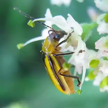 Foto von  (Diabrotica virgifera)