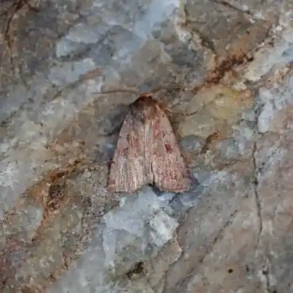 Foto von Torfmooreule (Coenophila subrosea)