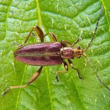 Foto von  (Donacia aquatica)