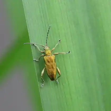 Foto von  (Donacia bicolora)