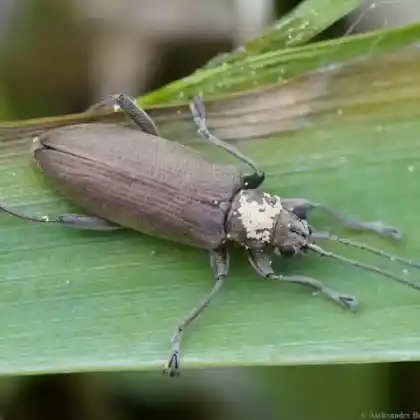 Foto von  (Donacia cinerea)