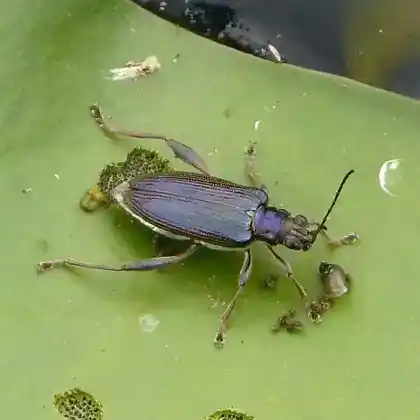 Foto von  (Donacia crassipes)