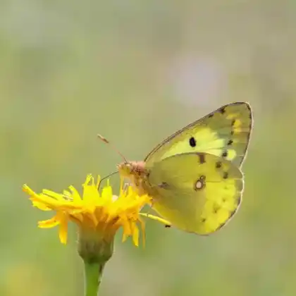 Foto von Hufeisenklee-Gelbling (Colias alfacariensis)