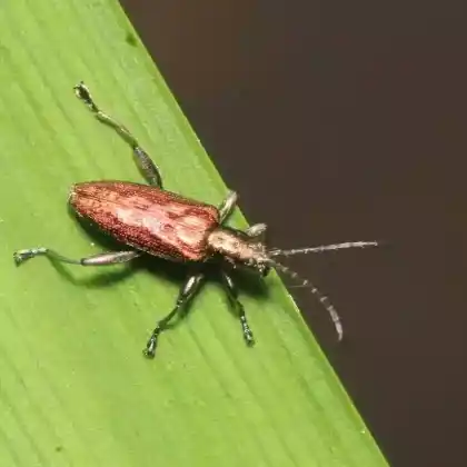 Foto von  (Donacia marginata)