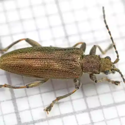 Foto von  (Donacia simplex)