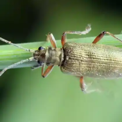 Foto von  (Donacia tomentosa)
