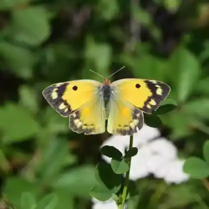 Foto von Wander-Gelbling (Colias croceus)