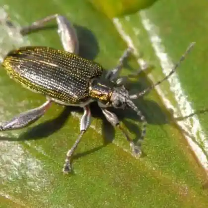 Foto von  (Donacia versicolorea)