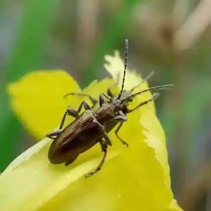 Foto von Grünkupferner Rohrkäfer (Donacia vulgaris)