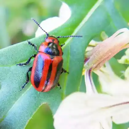 Foto von  (Entomoscelis adonidis)