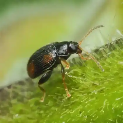 Foto von  (Epitrix atropae)