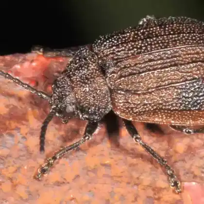 Foto von  (Galeruca interrupta)