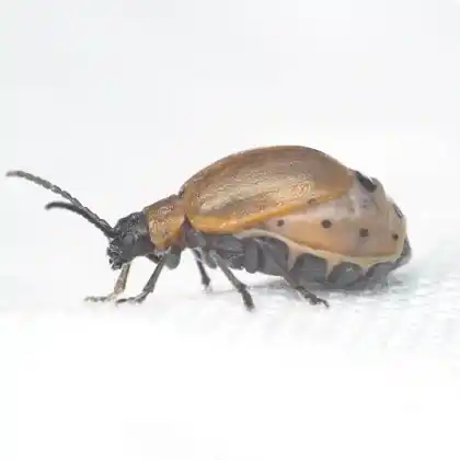 Foto von  (Galeruca laticollis)