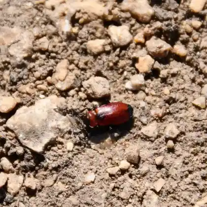 Foto von  (Galeruca melanocephala)