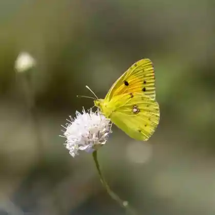 Foto von Goldene Acht (Colias hyale)