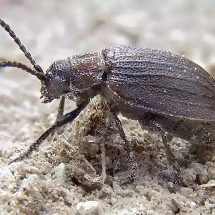 Foto von  (Galeruca pomonae)