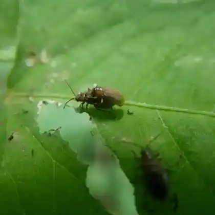 Foto von  (Galerucella grisescens)
