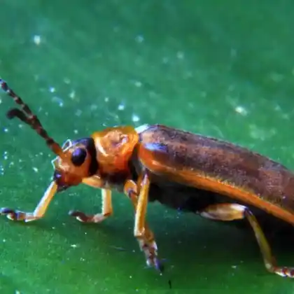 Foto von  (Galerucella nymphaeae)