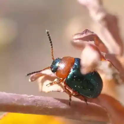 Foto von Zweifarbiger Blattkäfer (Gastrophysa polygoni)