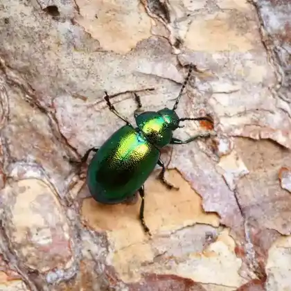 Foto von  (Gastrophysa viridula)