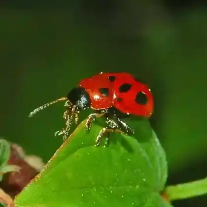 Foto von  (Gonioctena fornicata)