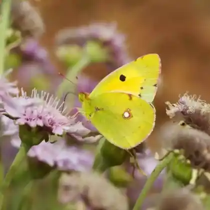 Foto von Regensburger Gelbling (Colias myrmidone)