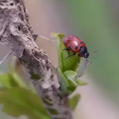 Foto von  (Gonioctena linnaeana)