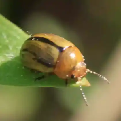 Foto von  (Gonioctena olivacea)