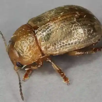 Foto von  (Gonioctena pallida)