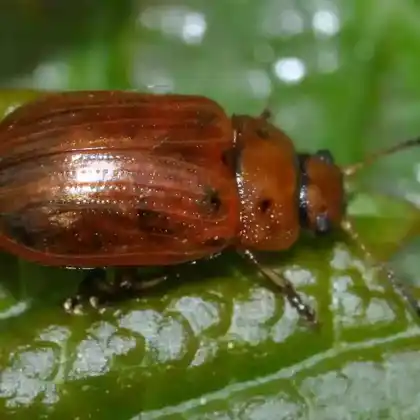 Foto von  (Gonioctena quinquepunctata)