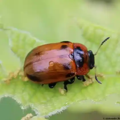 Foto von Roter Salweiden-Blattkäfer (Gonioctena viminalis)