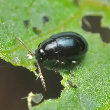 Foto von  (Hermaeophaga mercurialis)