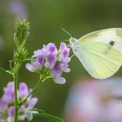 Foto von Hochmoor-Gelbling (Colias palaeno)