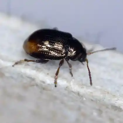 Foto von Schachtelhalm-Flohkäfer (Hippuriphila modeeri)
