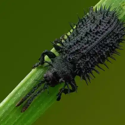 Foto von Schwarzer Stachelkäfer (Hispa atra)