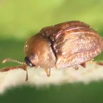 Foto von  (Hypocassida subferruginea)