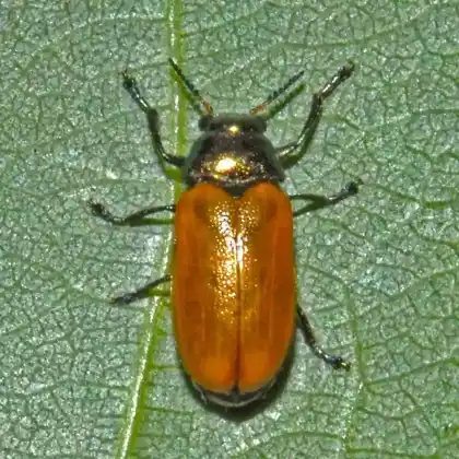 Foto von  (Labidostomis cyanicornis)