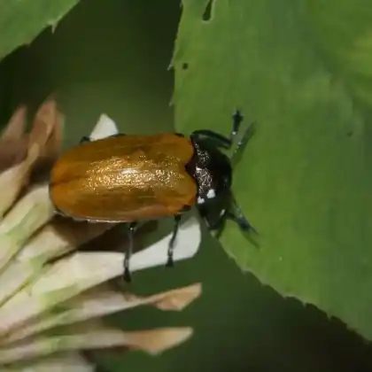 Foto von  (Labidostomis humeralis)