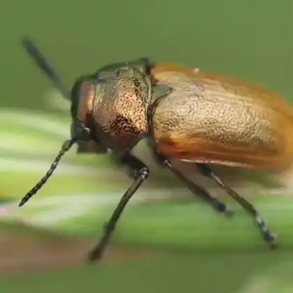 Foto von  (Labidostomis longimana)