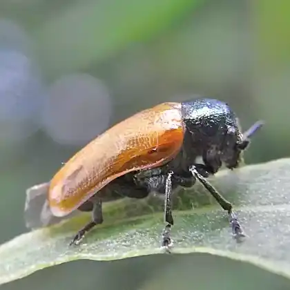 Foto von  (Labidostomis tridentata)