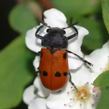 Foto von  (Lachnaia sexpunctata)