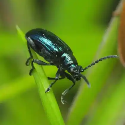 Foto von  (Lema cyanella)