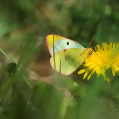 Foto von Alpen-Gelbling (Colias phicomone)