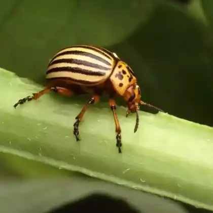 Foto von Kartoffelkäfer (Leptinotarsa decemlineata)